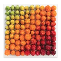 500-Piece Puzzles^Fred 500 PIECE PUZZLE: SALMONBERRIES