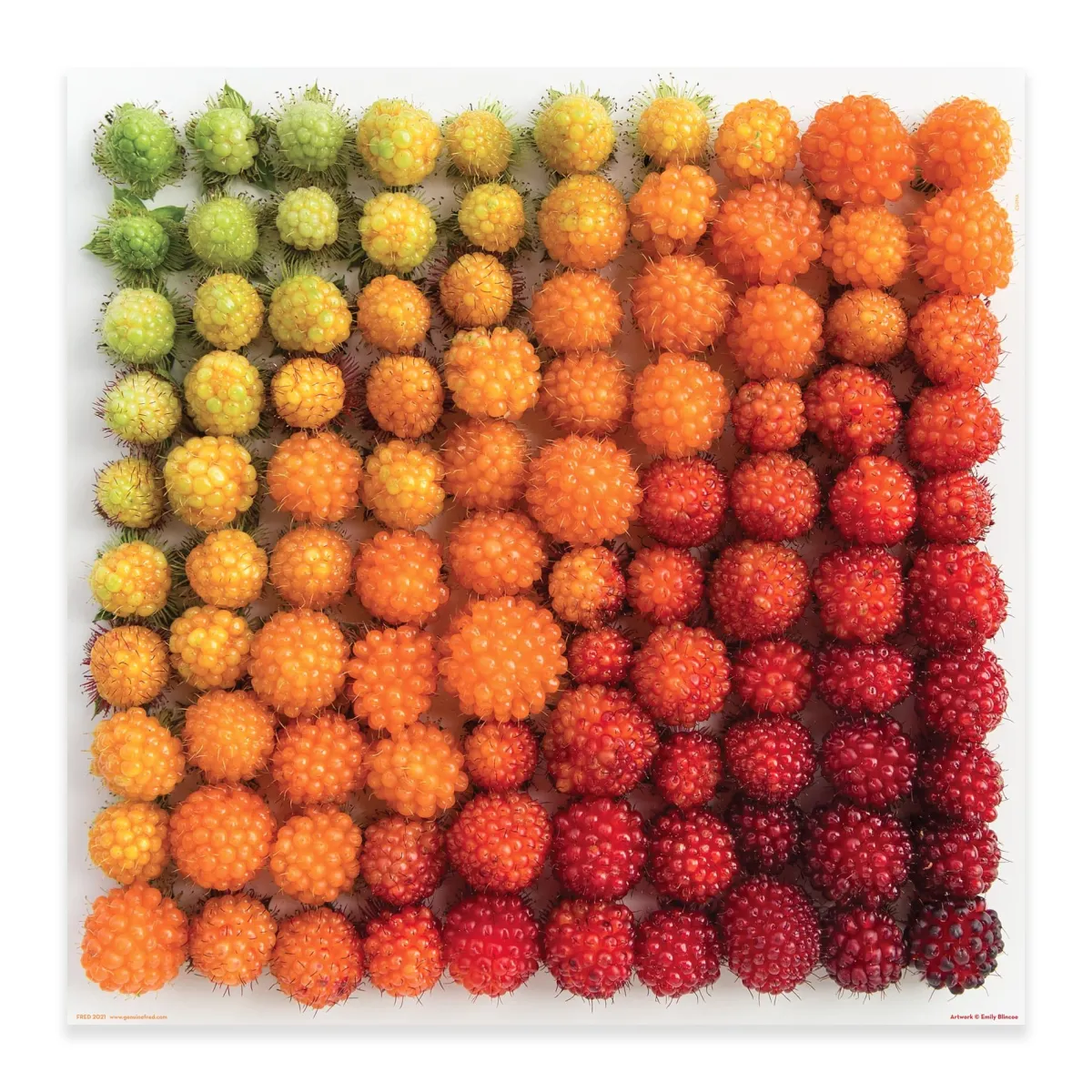 500-Piece Puzzles^Fred 500 PIECE PUZZLE: SALMONBERRIES