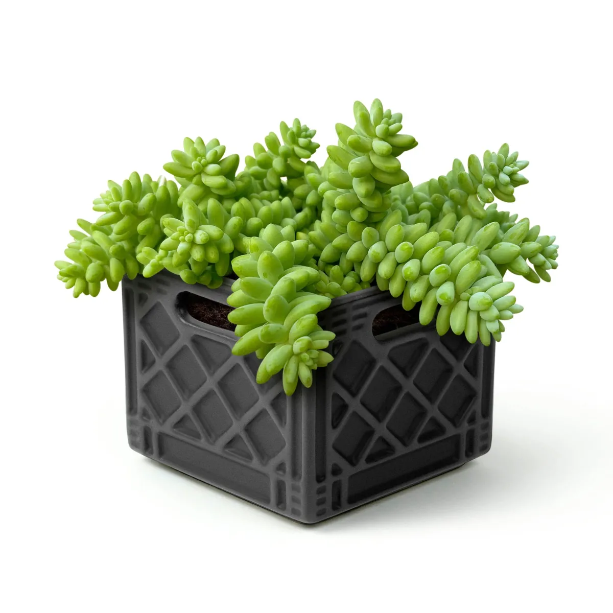 Garden^Fred FANCY PLANTS - Milk Crate