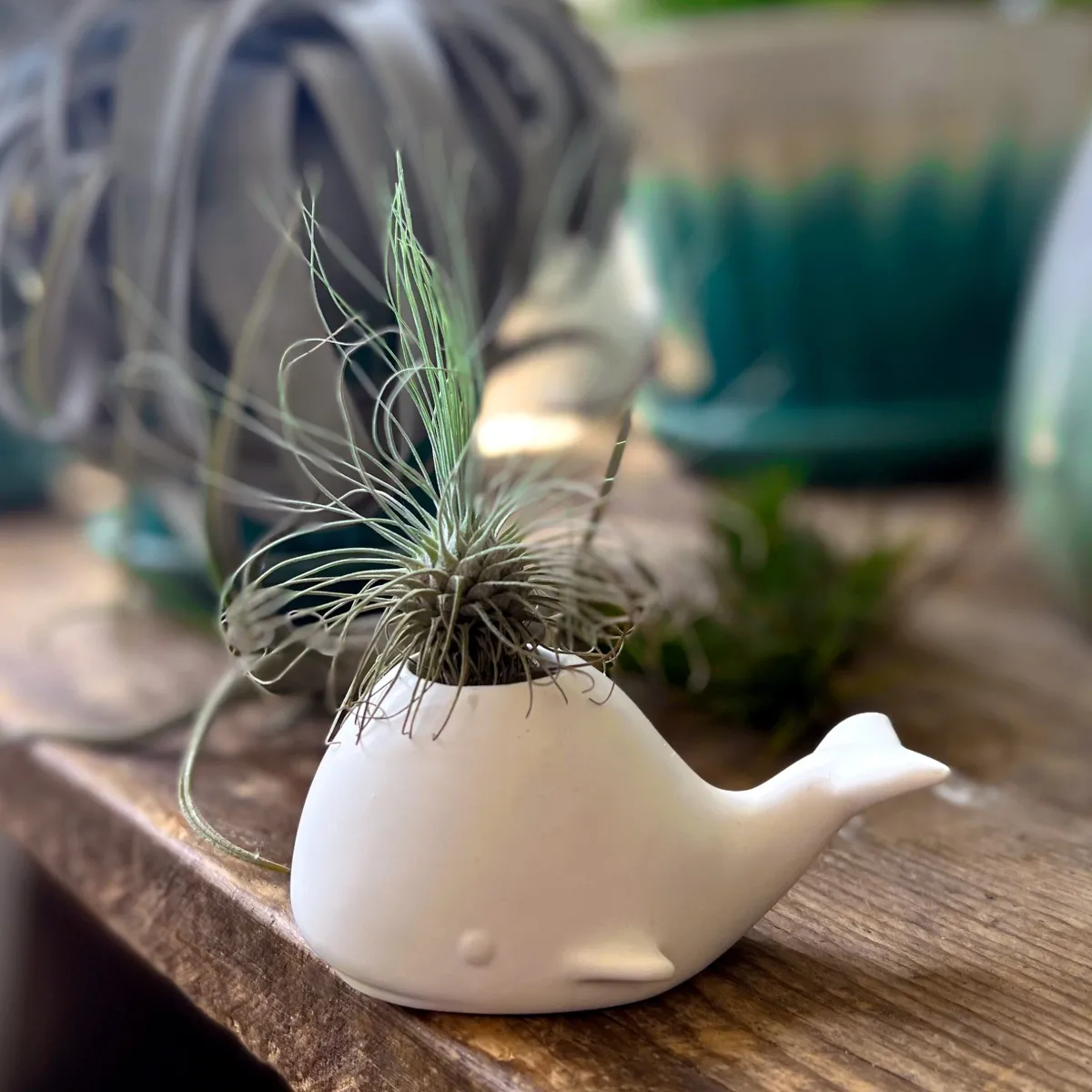 Garden^Fred FANCY PLANTS - Whale