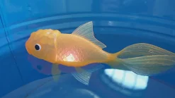 Toys + Play^Fred KOI TOY