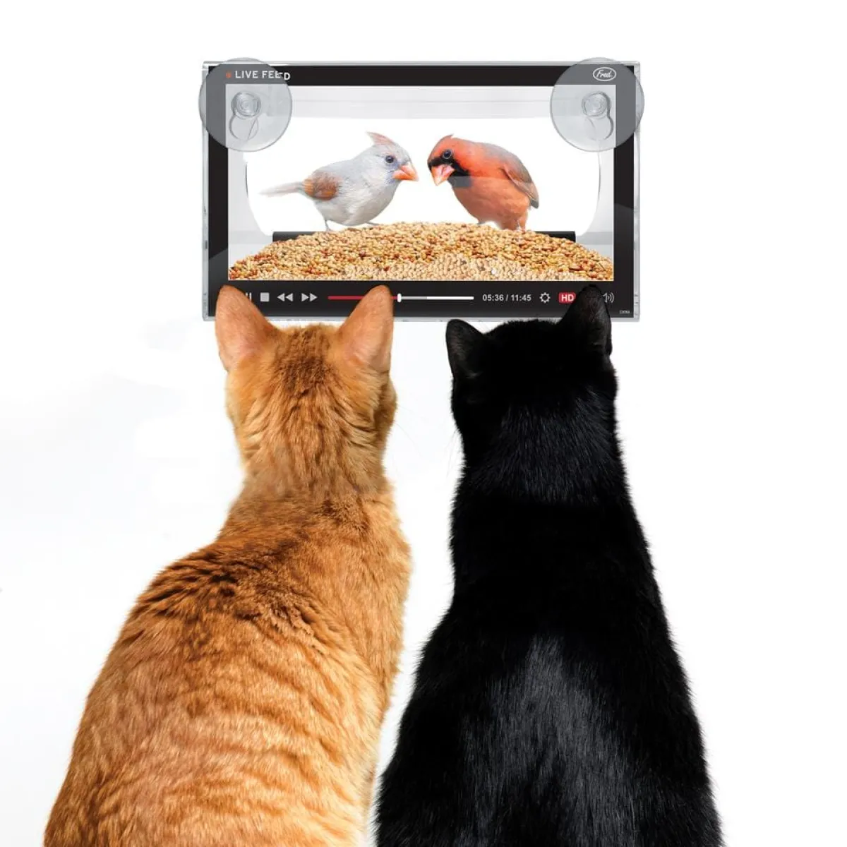Dogs|Cats^Fred LIVE FEED