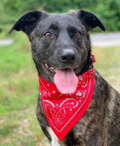 Dogs^Fred REFLECTIVE DOG BANDANAS